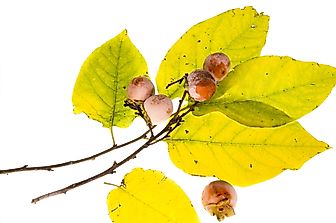 Fruits That Are Native To North America