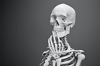 How Many Bones Are There In The Human Body?