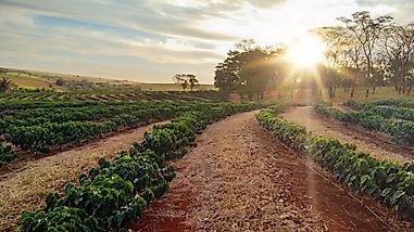 All about the Coffee Industry