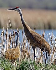 Sandhill Crane Facts: Animals of North America