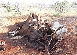 Alarming Rates Of Elephant Poaching In Africa