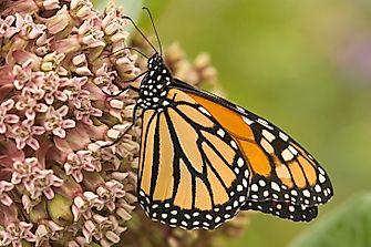 Monarch Butterflies: A North American Treasure In Crisis