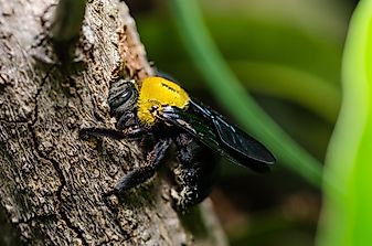Do Carpenter Bees Sting?