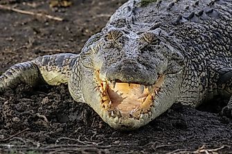 Saltwater Crocodile Facts: Animals of Oceania