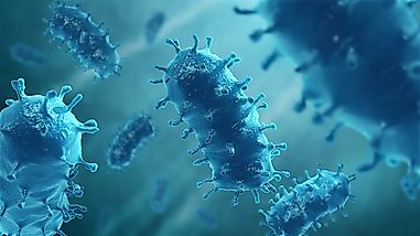 What's The Deadliest Viral Disease?
