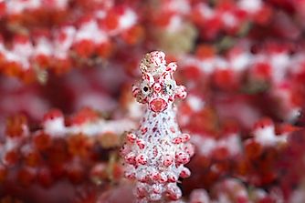 10 Animals That Are Masters Of Camouflage