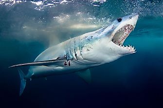What Three Senses Do Sharks Have That Humans Don’t?