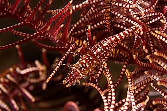 What Is Commensalism?