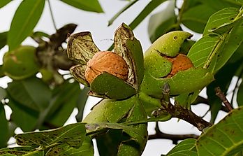 The Top Walnut Producing Countries of The World