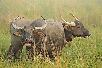 Water Buffalo Facts: Animals of Asia