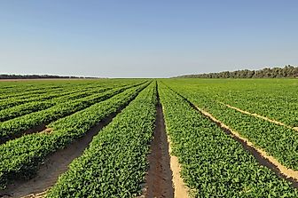 Where Are Peanuts Grown?