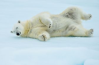 5 Locations Where You Can Find Polar Bears