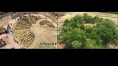 Growing Personal Forests Is Now A Budding Industry