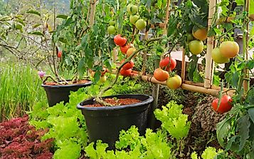 10 Ways You Can Grow Your Own Vegetable Garden At Home