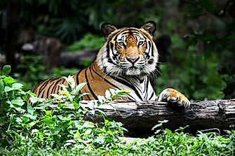 Do Lions and Tigers Ever Live in the Same Habitat?