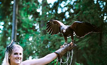 Harris's Hawk Facts: Animals of North America