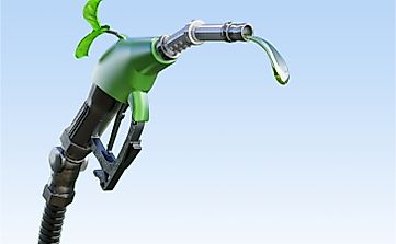 10 Best Crops For Biofuel Production