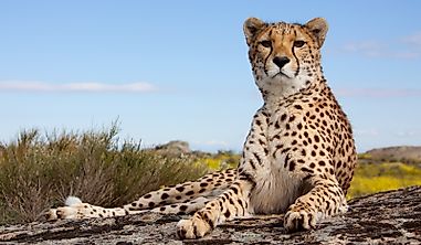 Year's Biggest Cheetah News From Around The World On 2019 International Cheetah Day