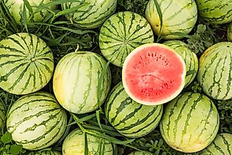 Top Watermelon Producing Countries In The World