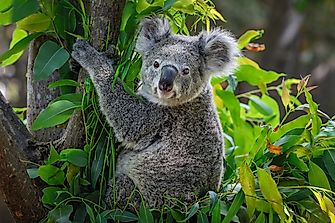 Are Koalas Now Extinct?
