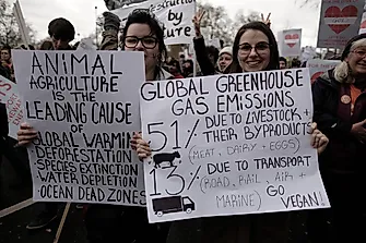 Environmental Impact Of Animal Agriculture