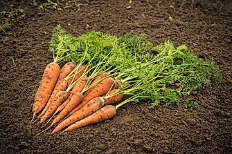 Where Are Carrots And Turnips Grown?