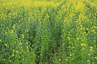 Where Is Broccoli And Cauliflower Grown?