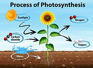 Photosynthesis Explained