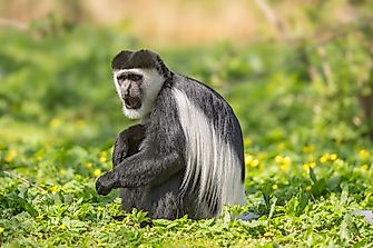 The National Parks Of Nigeria: Role In Protecting The Country's Biodiversity