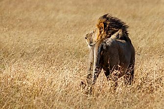 How Many Lions Are Left in the Wild?