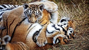Indian States By Tiger Population