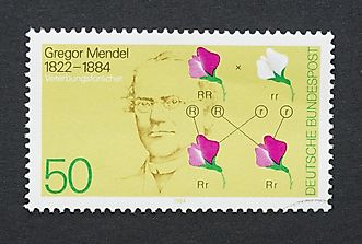 What Did Gregor Mendel Do With Pea Plants?