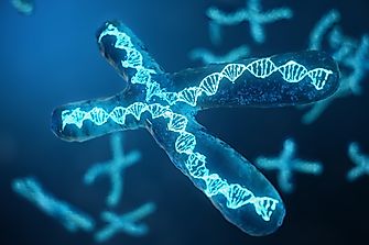 What Is Biological Immortality And Why Human Cells Are Not Immortal?