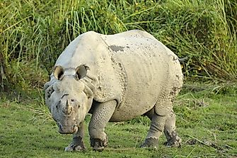 Indian Rhinoceros Facts: Animals of Asia