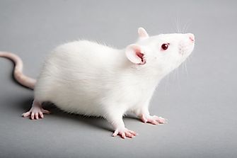 What Was The First Genetically Modified Animal?
