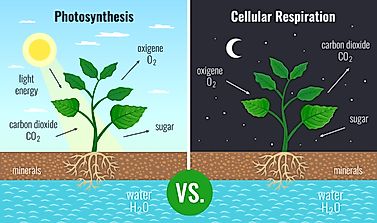What Is The Difference Between Photosynthesis And Respiration In Plants?