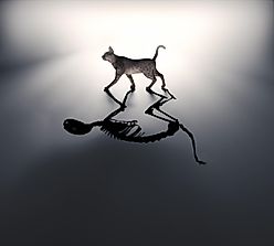 What Is Schrödinger's Cat?