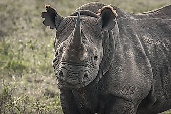 Where Do Black Rhinos Live?