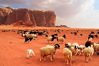 Top 12 Live Sheep And Goat Exporting Countries