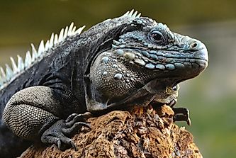 Back To The Wild: Captive Breeding Success Stories