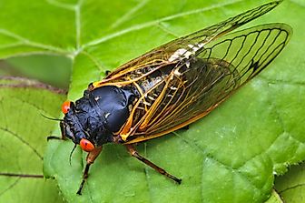 What Are Periodical Cicadas Famous For?