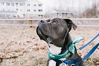 The Most Dangerous Dog Breeds In The US