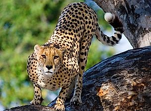 What Are The Differences Between Asiatic Cheetahs And African Cheetahs?