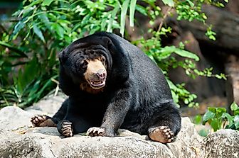 Sun Bear Facts: Animals of Asia