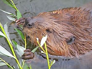 North American Beaver Facts: Animals of North America