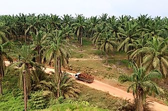 Where Are Indonesia's Palm Oil Plantations Located?