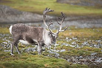 The Three Major Tundra Regions In The World