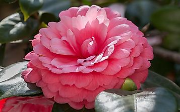 What Is The Rarest Flower In The World?