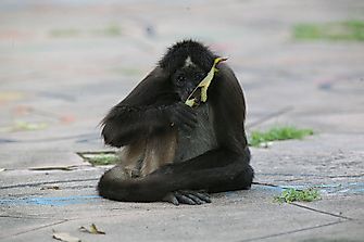 Primates Native To Central America
