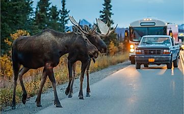 What Is Human-Wildlife Conflict?